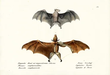 Renards volants, 1824